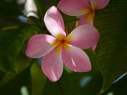 Beautiful flowers in Florida