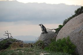 penguin on a rock among the picturesque nature in south africa