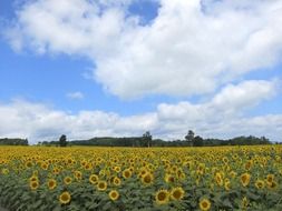 white clouds over a field with sunflowers