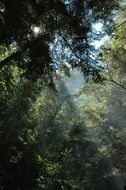 Sunbeams in the forest