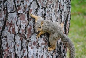 gray squirrel with a fluffy tail on a tree trunk