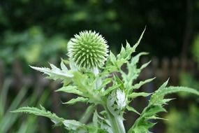 green thistle plant