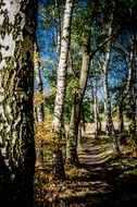 magnificent tree birch