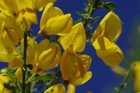 beauty yellow brooms