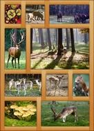 autumn poster in frame, wildlife