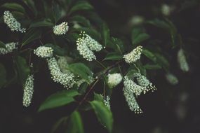 flowering bush in spring