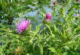 welted thistle, blooming plant