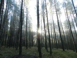 morning sun through tall trees in the forest