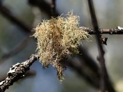 Yellow moss on the tree branch at blurred background