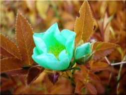 White rose in the meadow