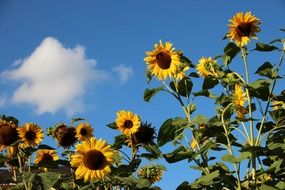 sunflowers, tops at blue sky