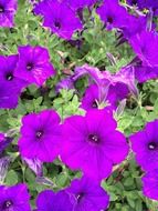 purple petunia close-up