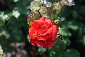 Wet red rose bud in the morning