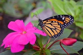 monarch butterfly on the pink flower