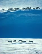 Wild reindeers in Norway