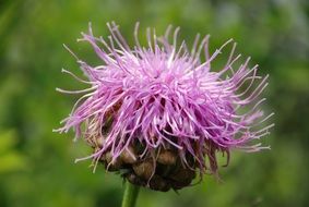 purple thistle flower in spring