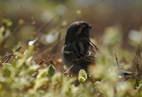 little gray bird in the grass