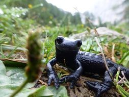 black amphibian on the grass