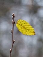 leaf branch road