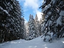 fairy forest in winter