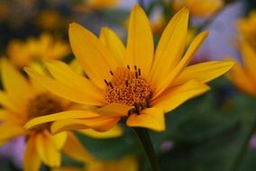 yellow sun flower summer close-up