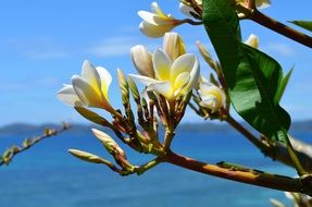 Plumeria or flowers frangipane
