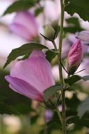 spring flower with pink flowers