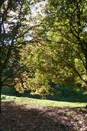 Beautiful landscape wth the beautiful colorful leaves in autumn