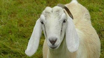 matchless goat animal