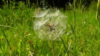 Dandelion on the meadow