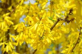 bush of gold lilac