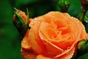 beautiful rose plant drop of water bloom close