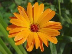 yellow bud of calendula closeup