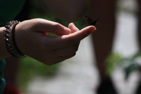 small butterfly on female finger on a blurred background