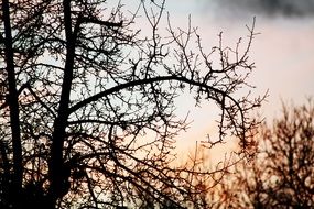 silhouettes of the tree at sunset