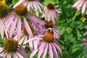 furry bee collects nectar on a purple flower