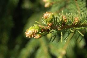 flowering branch of coniferous tree close up