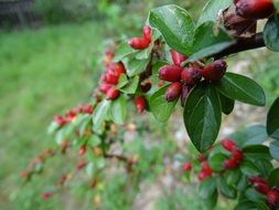 red berries on a bush