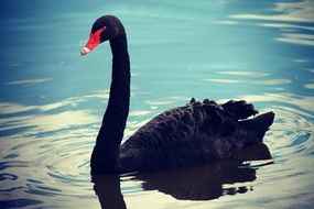 black Swan with red beak on the water
