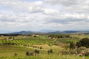 tuscany vineyards at spring landscape, italy, chianti