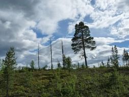 distant view of a dying tree in meadow in norway