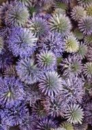 echinops ritro or blue thistle