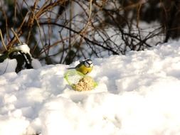 Nuthatch on the snow
