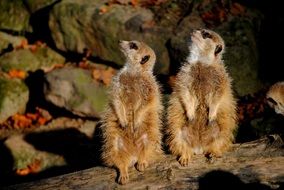 Photo of meerkats in the zoo