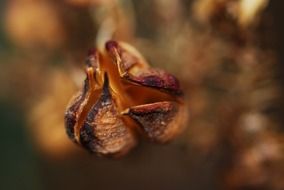 dry flower with seeds close up