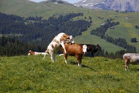 cow zoogamy meadow alpine