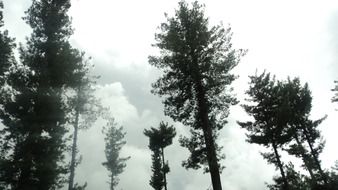 tress sky