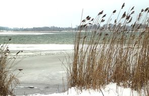 dry cane on the shore of a snowy lake