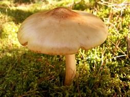 forest mushroom on the ground