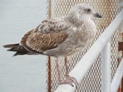 seagull on a fence